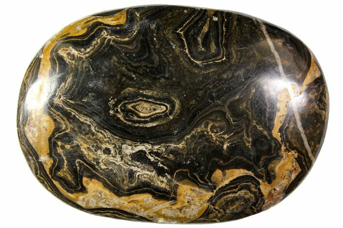Polished Stromatolite (Greysonia) Pebble - Bolivia #113510